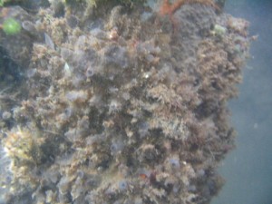 SI06x100_insitu_Bocas06_19july 095