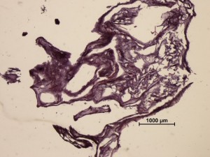 SI06x100_section_SI_06_100_KCJL_2x