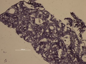 SI06x100_section_SI_06_100_KCJL_2x_1