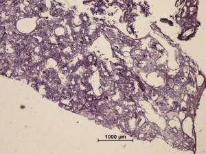 SI06x100_section_SI_06_100_KCJL_2x_2